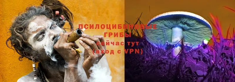 mega tor  Пугачёв  Псилоцибиновые грибы MAGIC MUSHROOMS 